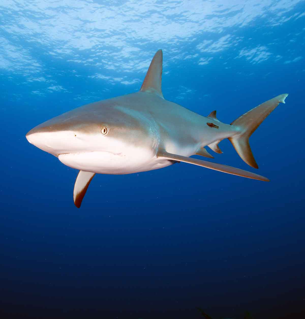 ECT Shark